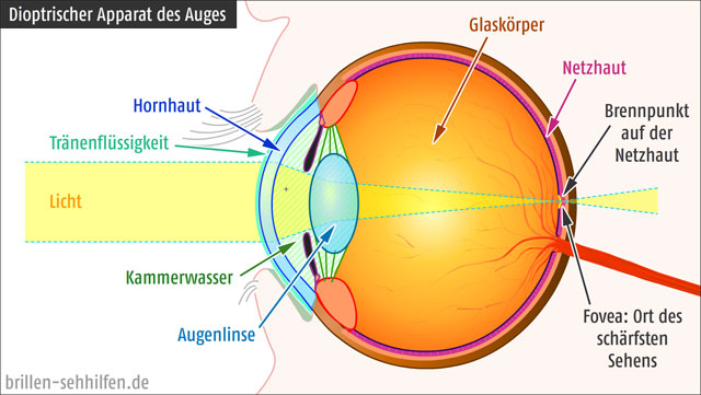 Dioptrischer Apparat des menschlichen Auges